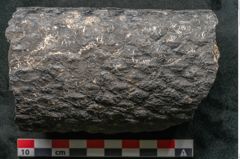 Foto (Detailansicht) von Knorria imbricata Sternbg. (NHMW-GEO-2024-0188-11042)